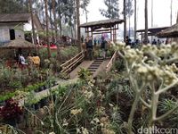 Uniknya Budidaya Bunga  Edelweis  di  Lereng Gunung Bromo 