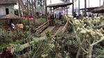 Foto: Ada Kebun Bunga Abadi di Probolinggo