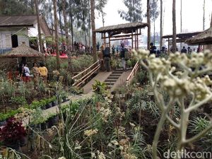 Foto: Ada Kebun Bunga Abadi di Probolinggo
