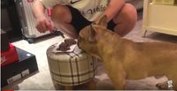 Ekspresi Anjing Ini Bikin Ngakak Ketika Pemiliknya Makan Cake Bentuk Anjing
