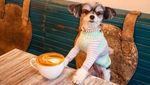 Gemasnya! Begini Pose Keren 8 Hewan Foodie