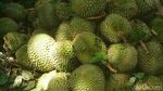 Foto: Durian Runtuh Paling Dicari dari Ogan Komering Ulu