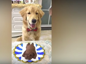 Ekspresi Anjing Ini Bikin Ngakak Ketika Pemiliknya Makan Cake Bentuk Anjing