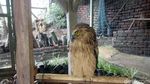 Foto: Liburan Panjang Asyiknya Main Burung di Lembang
