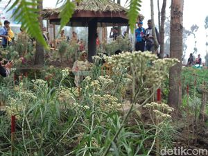 Uniknya Budidaya Bunga Edelweis di Lereng Gunung Bromo