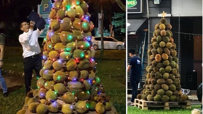 pohon natal durian