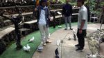 Foto: Liburan Panjang Asyiknya Main Burung di Lembang