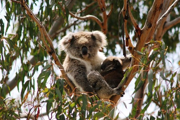 Phillip Island Nature Parks juga punya konservasi koala dan Churchill Island Heritage Farm (menjelajahi sejarah dan peradaban Churchill Island). (Phillip Island Nature Parks/Facebook) Phillip Island Nature Parks juga punya konservasi koala dan Churchill Island Heritage Farm (menjelajahi sejarah dan peradaban Churchill Island). (Phillip Island Nature Parks/Facebook)