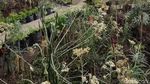 Foto: Ada Kebun Bunga Abadi di Probolinggo