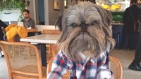 Ini dia nih sainganya Grumpy Cat! Anjing jenis Brussels Griffon yang punya wajah pemarah ini doyan ngopi. Neil Patrick sering berkeliling ke banyak coffee shop keren di New York. Foto: Instagram neilpatbg  