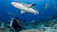 Meski banyak kekerasan dan kriminalitas, Honduras ternyata memiliki pesona alam yang indah. Salah satunya diving di Bacjpackers Lodge, Roatan Bay Islands (honduras.travel)