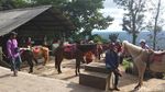 Foto: Berkuda Keliling Candi di Kaki Gunung, Mau?