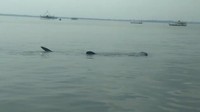 Perairan Pasuruan yang kaya plankton dan ikan kecil setiap tahun didatangi kawanan hiu tutul. (dok Polair Pasuruan)