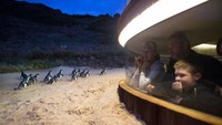 Dan juga bisa menemukan beragam hewan seperti penguin, koala, sapi, aneka burung, anjing laut dan paus.  Perlu traveler ketahui, pemesanan tiket untuk masuk kawasan pun dilakukan secara online dan harus di cetak terlebih dahulu tiketnya sebelum masuk. (Phillip Island Nature Parks/Facebook)