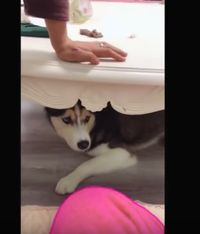 Ekspresi Anjing Ini Bikin Ngakak Ketika Pemiliknya Makan Cake Bentuk Anjing