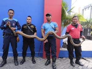 Bikin Kaget, Ular Sanca Nongol di Plafon Rumah Warga di Surabaya