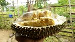 Foto: Durian Runtuh Paling Dicari dari Ogan Komering Ulu