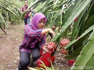 Banyuwangi Kini Miliki Destinasi Wisata Petik Buah Naga