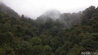 Pemandangan hutan hujan tropis seperti ini yang jadi sajian utama saat traveler melintasi jembatan gantung ini. Asri dan cantik bukan? (Idris/detikTravel)  