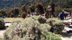 Hamparan Padang Edelweiss Menawan di Gunung Papandayan