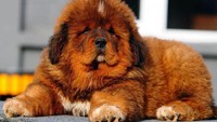 Yang pertama adalah anjing, hewan itu dibeli sesseorang bernama Chris untuk putrinya seharga US$ 1.5 juta. Anjing ini adalah jenis Tibetan Mastiff, salah satu anjing termahal di dunia. Istimewa/Financesonline.