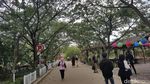 Foto: Jakarta Punya Hutan Mangrove Seindah Ini