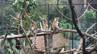 Di Bali Bisa Bertemu Satwa Khas Kalimantan yang Hampir Punah 