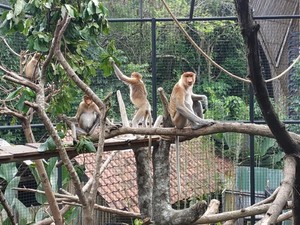 Di Bali Bisa Bertemu Satwa Khas Kalimantan yang Hampir Punah