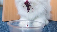 Semangkuk blackberry jadi santapan Pigi siang ini. Kelinci ini seolah tak pernah merasa masalah saat bulu-bulu bersihnya kotor oleh makanan. Foto: instagram @bunnypigi
