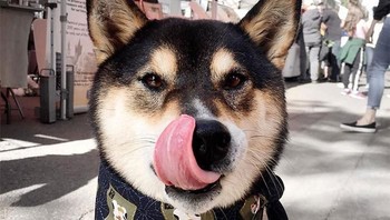 Selain melukis, Hunter bisa melakukan hal-hal yang biasa dilakukan manusia mulai dari memberishkan mainan hingga membawakan sendal majiaknnya. (Foto: Boredpanda)