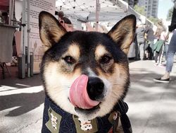 Gemas! Anjing Ini Ternyata Jago Melukis