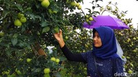 Sedangkan untuk paket 5 orang, harganya cuma Rp 125 ribu saja. Setiap paket akan ditemani seorang pemandu wisata (Muhajir Arifin/detikTravel)