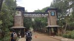 Foto: Jakarta Punya Hutan Mangrove Seindah Ini