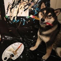 Anjing berusia lima tahun ini tinggal di Alberta, Canada, bersama majikannya Kenny Au dan Denise Lo. Awalnya pasangan suami-istri ini berniat melatih Hunter melukis hanya untuk keperluan pribadi. Foto: Instagram