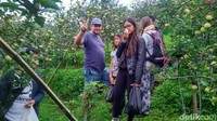 Inilah kegiatan asyik yang bisa traveler lakukan di Desa Wisata Kayukebek, Pasuruan. Kamu bisa berwisata memetik dan makan apel sepuasnya. Ssst, turis bule juga suka lho! (Muhajir Arifin/detikTravel)