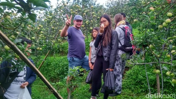 Foto: Makan Apel Sepuasnya di Lereng Gunung Bromo