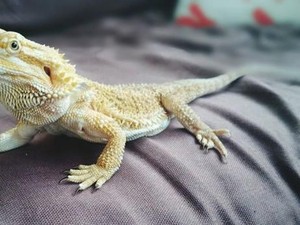 Cerita di Balik Teori Konspirasi Lizard People