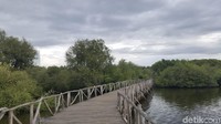 Beragam kegiatan menarik yang bisa traveler lakukan di kawasan Taman Mangrove ini. Bisa bersepeda, menikmati udara yang sejuk dengan jalan kaki, berfoto-foto, kemping, outbond, dan juga kegiatan air. (Syanti/detikTravel)