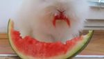 Gemas! 10 Aksi Pigi, Kelinci Mungil yang Suka Makan Sayuran dan Buah