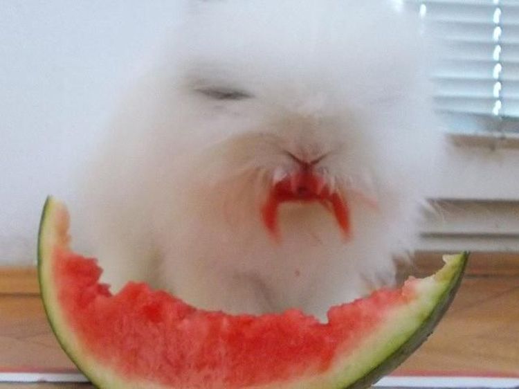 Gemas! 10 Aksi Pigi, Kelinci Mungil yang Suka Makan Sayuran dan Buah