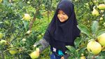 Foto: Makan Apel Sepuasnya di Lereng Gunung Bromo