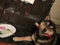 Gemas! Anjing Ini Ternyata Jago Melukis