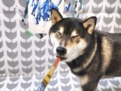 Gemas! Anjing Ini Ternyata Jago Melukis