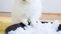  Pemilik kelinci jenis anggora ini juga termasuk orang yang senang memberikan berbagai makanan pada Pigi. Kelinci ini bahkan pernah diberi semangkuk salju dingin.  Foto: instagram @bunnypigi