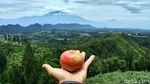Foto: Makan Apel Sepuasnya di Lereng Gunung Bromo