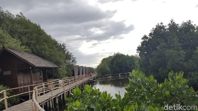 Foto: Jakarta Punya Hutan Mangrove Seindah Ini
