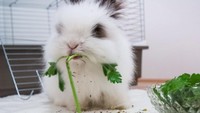  Menu makan malam favorit Pigi ini adalah daun seledri. Begini aksinya saat menyantap sebatang daun seledri segar. Foto: instagram @bunnypigi