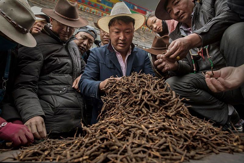  A Tibetan woman holds a baby as she stands outside a tent at a temporary camp for cordycep pickers on May 23, 2016 on the Tibetan Plateau near Zadoi in the Yushu Tibetan Autonomous Prefecture of Qinghai province. The Tibetan Plateau is home to the cordyceps fungus, also known as caterpillar fungus, is a parasitic spore that thrives in high altitude, low temperature conditions on the Tibetan plateau. While not historically a part of Tibetan culture, cordyceps are a prized ingredient of traditional Asian medicinal treatments that purportedly heal ailments ranging from asthma to impotence to cancer. Demand in China alone has created a booming economy for what Tibetans call yartsa gunbu, or summer grass, winter worm, which sells for up to $50,000 US per pound. As the state-supported cordyceps industry has developed, Tibetans who rely primarily on farming and herding have turned to the weeks-long harvest as a means of earning income to last through the year. The annual gold rush has transformed parts of rural Tibetan areas, generating about 40% of the local economy. However, environmentalists increasingly warn that over-harvesting of cordyceps carries the cost of degradation to mountain grasslands that are essential for yak and cattle grazing. Due to below average rainfall the 2016 harvest is expected to be the lowest on record with many harvesters reporting yields way lower then expectations. (Photo by Kevin Frayer/Getty Images)