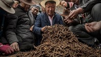 Warga di daerah dataran tinggi Tibet, Himalaya, sedang memeriksa hasil panen fungi cordyceps. Disebut parasit karena fungi tumbuh di tubuh ulat. (Foto: Kevin Frayer/Getty Images)