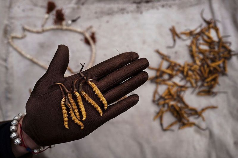 ZADOI, CHINA - MAY 23:  A Tibetan woman holds a baby as she stands outside a tent at a temporary camp for cordycep pickers on May 23, 2016 on the Tibetan Plateau near Zadoi in the Yushu Tibetan Autonomous Prefecture of Qinghai province. The Tibetan Plateau is home to the cordyceps  fungus, also known as caterpillar fungus, is a parasitic spore that thrives in high altitude, low temperature conditions on the Tibetan plateau. While not historically a part of Tibetan culture, cordyceps are a prized ingredient of traditional Asian medicinal treatments that purportedly heal ailments ranging from asthma to impotence to cancer. Demand in China alone has created a booming economy for what Tibetans call yartsa gunbu, or summer grass, winter worm, which sells for up to $50,000 US per pound. As the state-supported cordyceps industry has developed, Tibetans who rely primarily on farming and herding have turned to the weeks-long harvest as a means of earning income to last through the year. The annual gold rush has transformed parts of rural Tibetan areas, generating about 40% of the local economy. However, environmentalists increasingly warn that over-harvesting of cordyceps carries the cost of degradation to mountain grasslands that are essential for yak and cattle grazing.  Due to below average rainfall the 2016 harvest is expected to be the lowest on record with many harvesters reporting yields way lower then expectations. (Photo by Kevin Frayer/Getty Images)